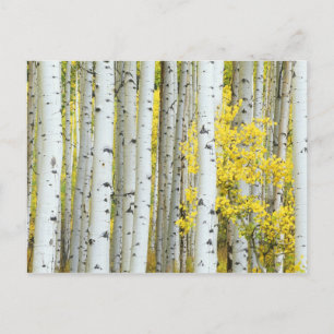 USA, Colorado, White River National Forest, Postkarte