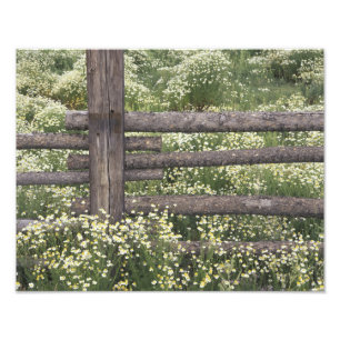 USA, Colorado, Wild Chamomile rund um den Holzzaun Fotodruck