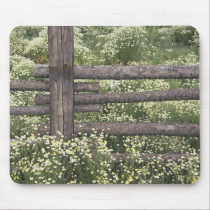 USA, Colorado, Wild Chamomile rund um den Holzzaun Mousepad