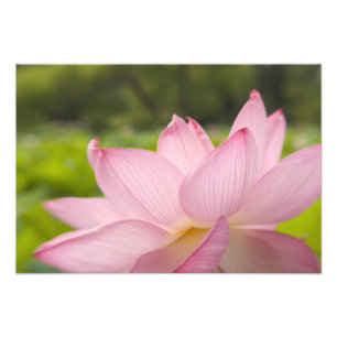 USA, DC, Washington, Kenilworth Aquatic 2 Fotodruck