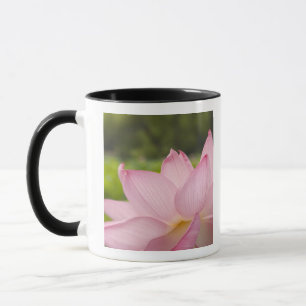 USA, DC, Washington, Kenilworth Aquatic 2 Tasse