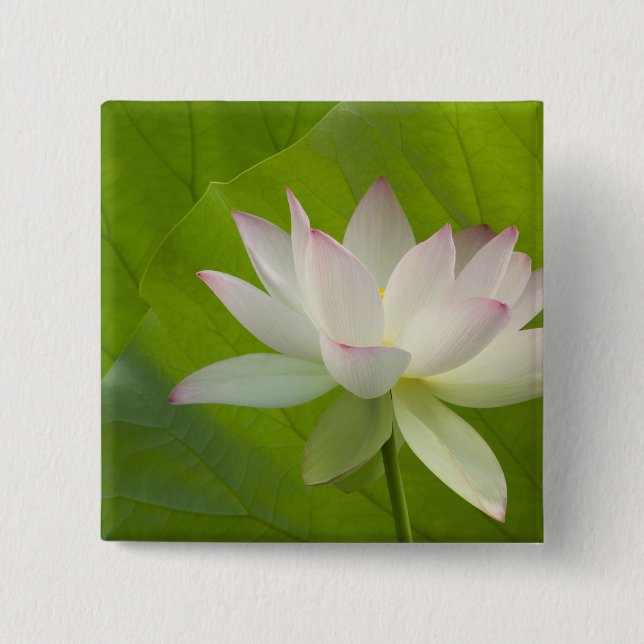 USA, DC, Washington, Kenilworth Aquatic Button (Vorderseite)