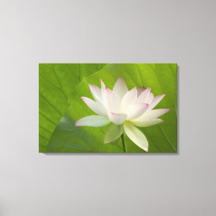 USA, DC, Washington, Kenilworth Aquatic Leinwanddruck