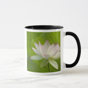 USA, DC, Washington, Kenilworth Aquatic Tasse