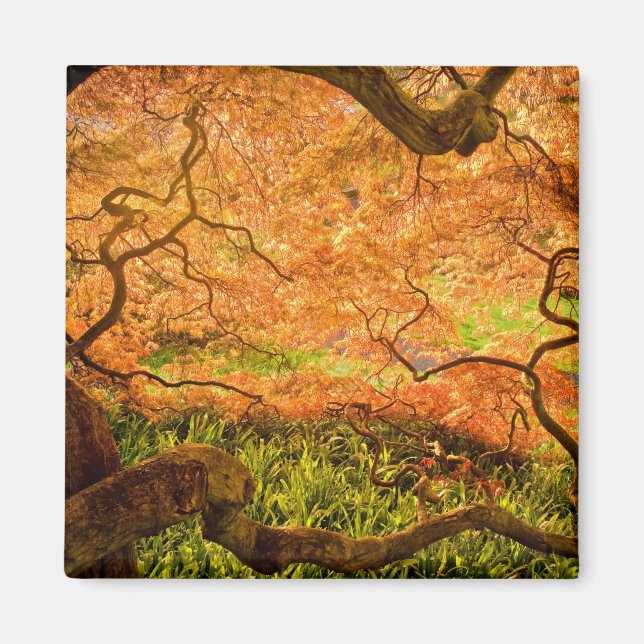 USA, Delaware, Wilmington. Japanischer Ahorn Magnet (Vorne)