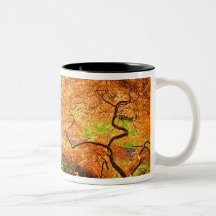 USA, Delaware, Wilmington. Japanischer Ahorn Zweifarbige Tasse