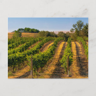USA, Eastern Washington, Walla Walla Weinberge Postkarte