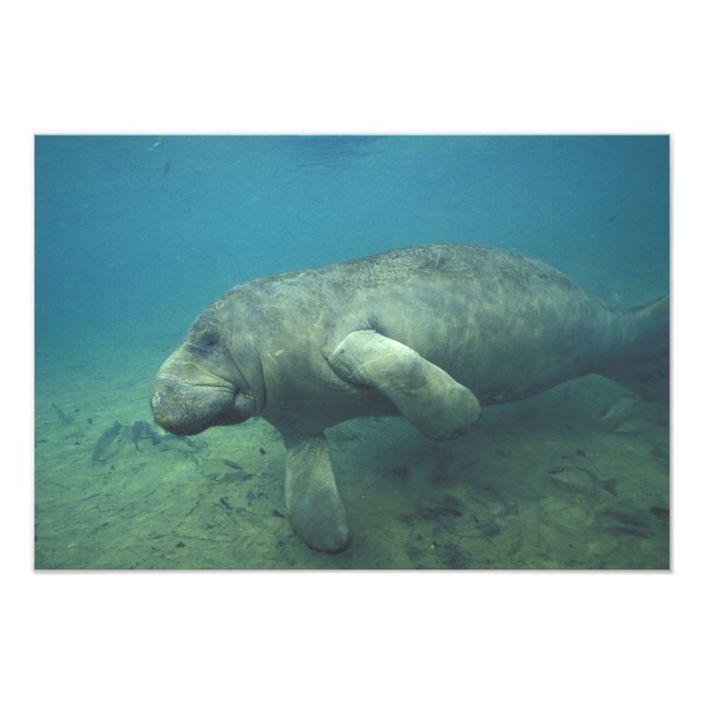 USA, FL, Manatee Fotodruck (Vorne)