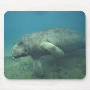 USA, FL, Manatee Mousepad