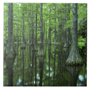 USA, Florida, Apalachicola National Forest, Bald Fliese