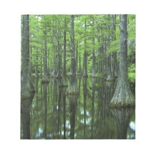 USA, Florida, Apalachicola National Forest, Bald Notizblock