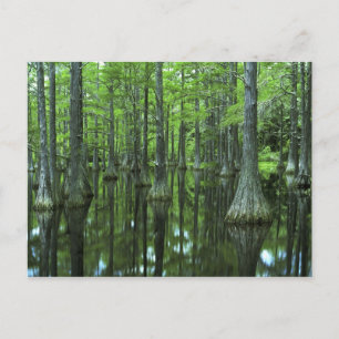 USA, Florida, Apalachicola National Forest, Kahl Postkarte