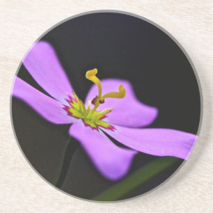 USA, Florida, Big Cypress National Reserve Sandstein Untersetzer