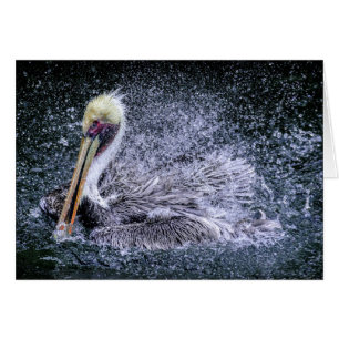 USA, Florida. Brauner Pelikan