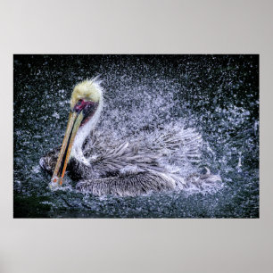 USA, Florida. Brown Pelican Poster