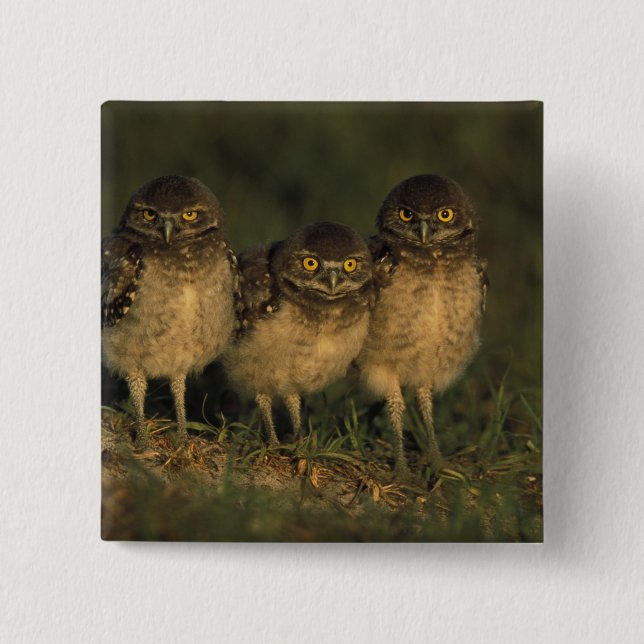 USA, Florida, Cape Coral. Drei brennende Owls Button (Vorderseite)