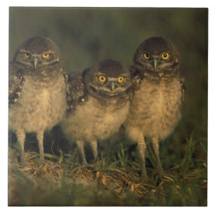 USA, Florida, Cape Coral. Drei brennende Owls Fliese