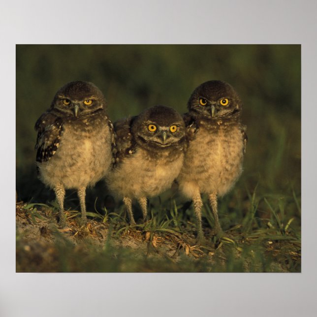 USA, Florida, Cape Coral. Drei brennende Owls Poster (Vorne)