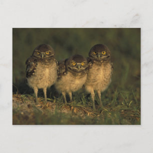 USA, Florida, Cape Coral. Drei brennende Owls Postkarte