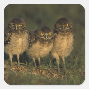 USA, Florida, Cape Coral. Drei brennende Owls Quadratischer Aufkleber