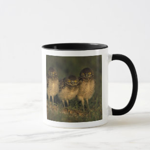 USA, Florida, Cape Coral. Drei Kaninchenkäuze Tasse