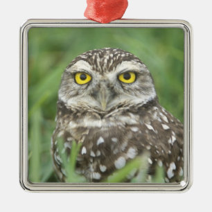 USA, Florida, Cape Coral, Kaninchenkauz (Athene Silbernes Ornament