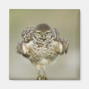 USA, Florida, Cape Coral, Nah aufkeimende Magnet