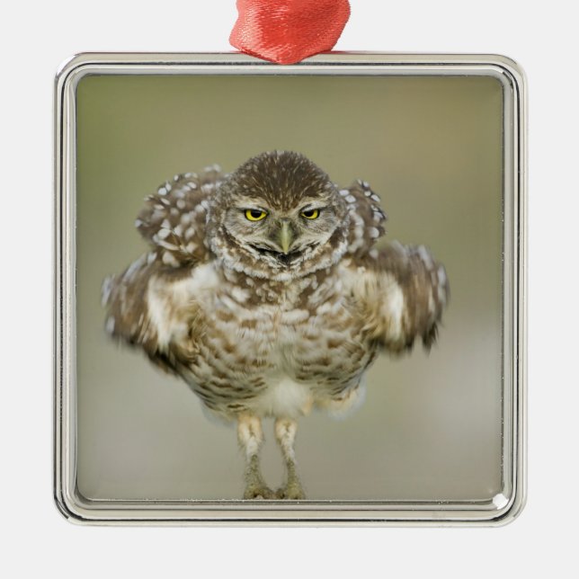 USA, Florida, Cape Coral, Nah aufkeimende Ornament Aus Metall (Vorne)