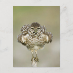 USA, Florida, Cape Coral, Nah aufkeimende Postkarte