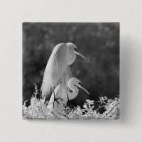 USA, Florida, Great Egret (Ardea alba) Infrarot