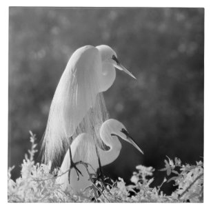 USA, Florida, Great Egret (Ardea alba) Infrarot Fliese