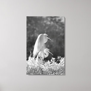 USA, Florida, Great Egret (Ardea alba) Infrarot Leinwanddruck