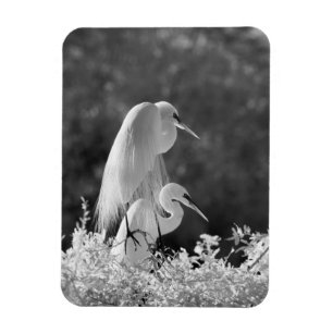 USA, Florida, Great Egret (Ardea alba) Infrarot Magnet