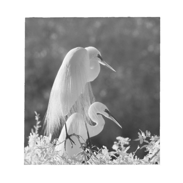 USA, Florida, Great Egret (Ardea alba) Infrarot Notizblock (Vorderseite)