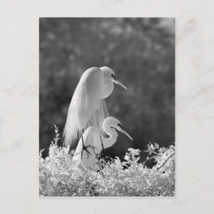 USA, Florida, Great Egret (Ardea alba) Infrarot Postkarte