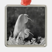 USA, Florida, Great Egret (Ardea alba) Infrarot
