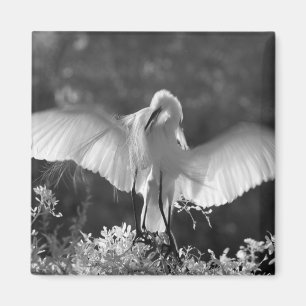 USA, Florida, Great Egret (Ardea alba) infrarote 2 Magnet