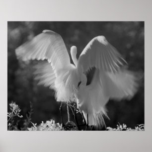 USA, Florida, Great Egret (Ardea alba) infrarote 3 Poster