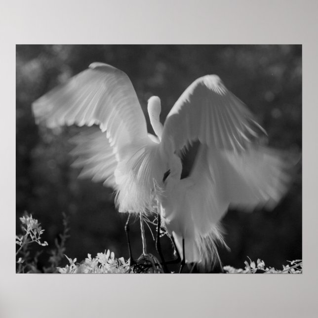 USA, Florida, Great Egret (Ardea alba) infrarote 3 Poster (Vorne)