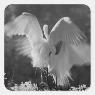 USA, Florida, Großer Silberreiher (Ardea alba) Inf Quadratischer Aufkleber