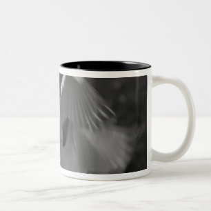 USA, Florida, Großer Silberreiher (Ardea alba) Inf Zweifarbige Tasse