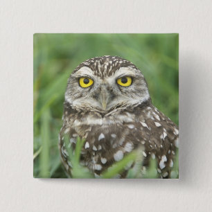 USA, Florida, Kapkorallen, Burrowing Owl (Athene) Button