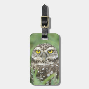 USA, Florida, Kapkorallen, Burrowing Owl (Athene) Gepäckanhänger