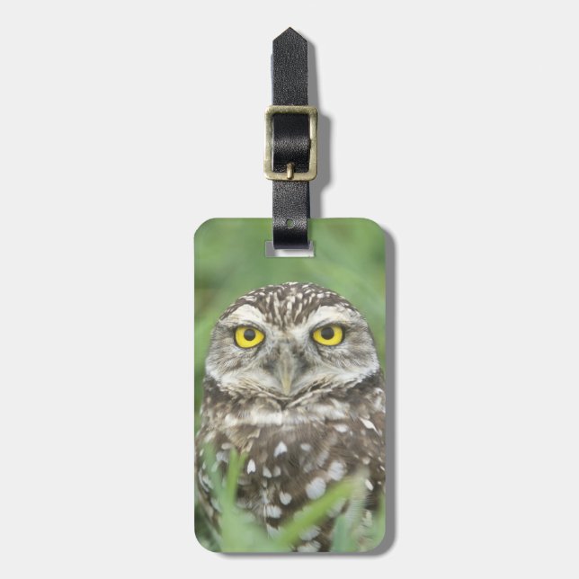 USA, Florida, Kapkorallen, Burrowing Owl (Athene) Gepäckanhänger (Vorderseite vertikal)