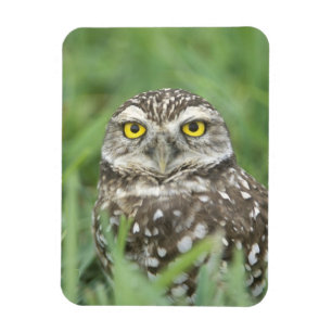 USA, Florida, Kapkorallen, Burrowing Owl (Athene) Magnet