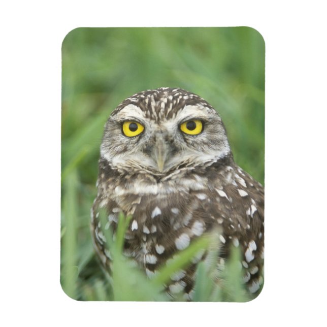 USA, Florida, Kapkorallen, Burrowing Owl (Athene) Magnet (Vertikal)