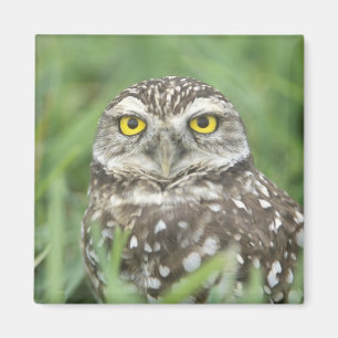 USA, Florida, Kapkorallen, Burrowing Owl (Athene) Magnet