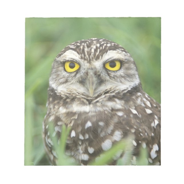 USA, Florida, Kapkorallen, Burrowing Owl (Athene) Notizblock (Vorderseite)