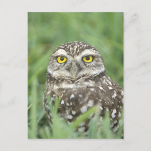 USA, Florida, Kapkorallen, Burrowing Owl (Athene) Postkarte