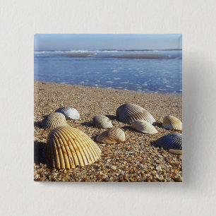 USA, Florida, Küstenmeeresmuscheln Button
